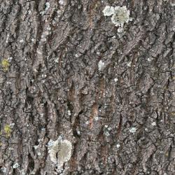 Seamless Tree Bark